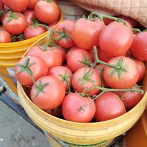 邯郸西红柿一年四季有货的口感好价格合适全国发货