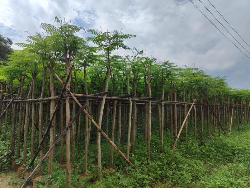 凤凰树/凤凰木3～10公分基地直销规格齐全来电咨询