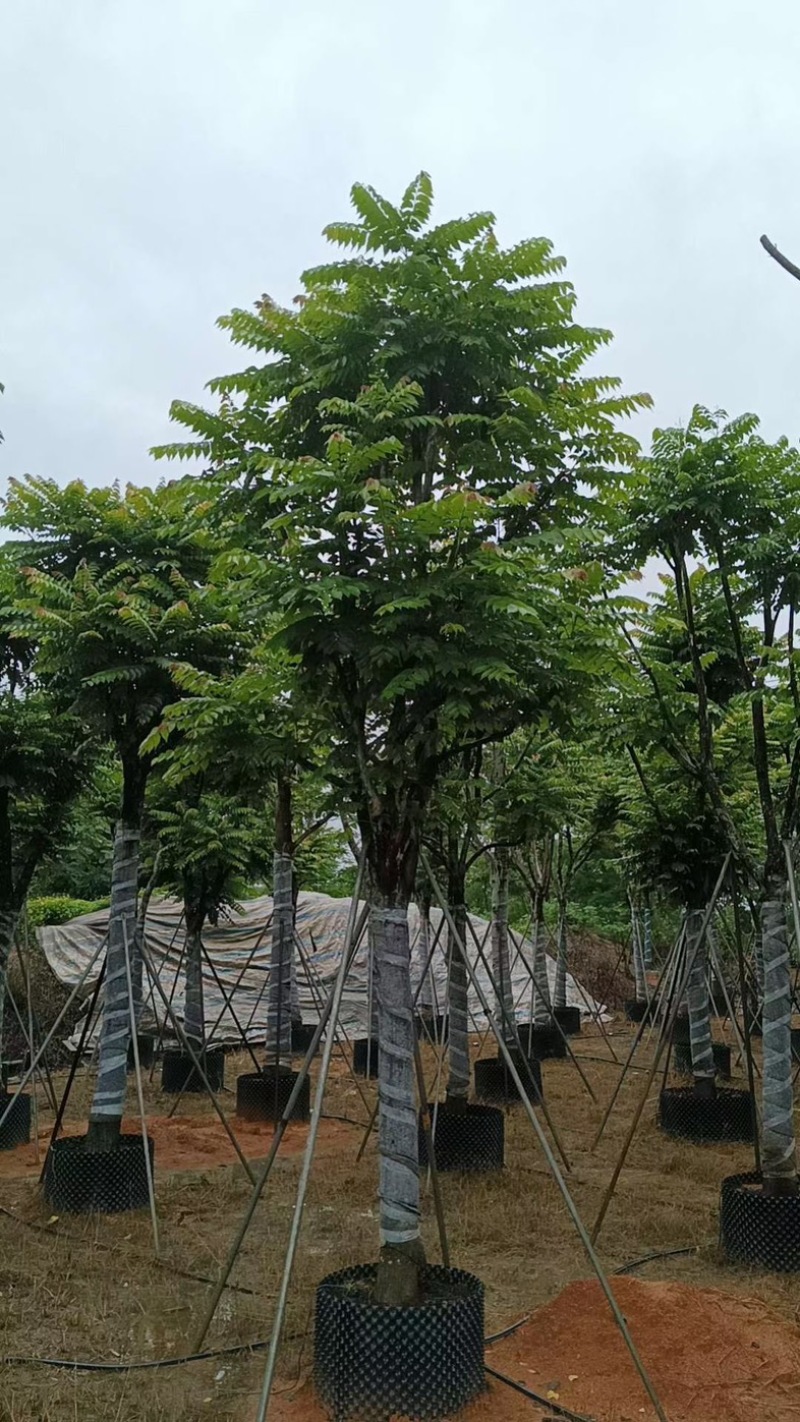 骨架麻楝15～20公分基地直销规格齐全欢迎老板来电