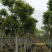 骨架麻楝15～20公分基地直销规格齐全欢迎老板来电