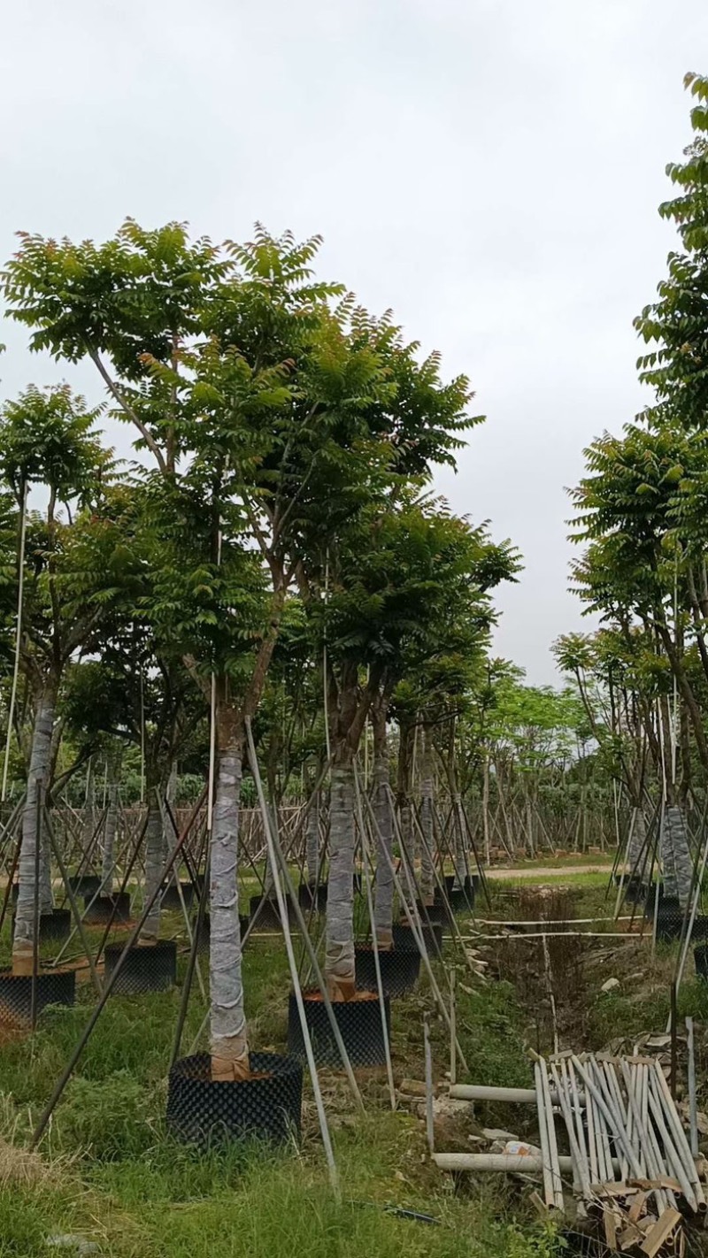 骨架麻楝15～20公分基地直销规格齐全欢迎老板来电