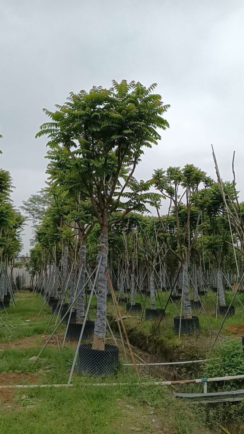 骨架麻楝15～20公分基地直销规格齐全欢迎老板来电