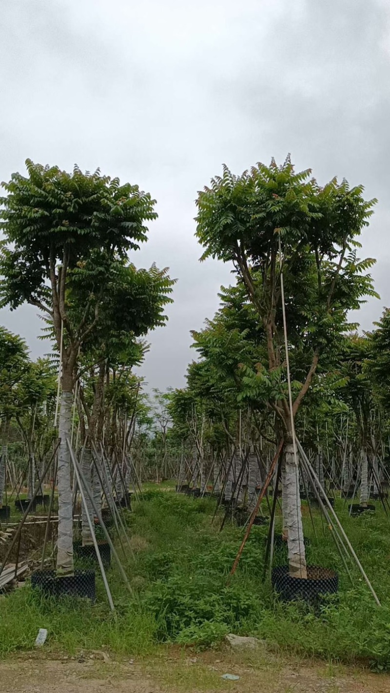 骨架麻楝15～20公分基地直销规格齐全欢迎老板来电
