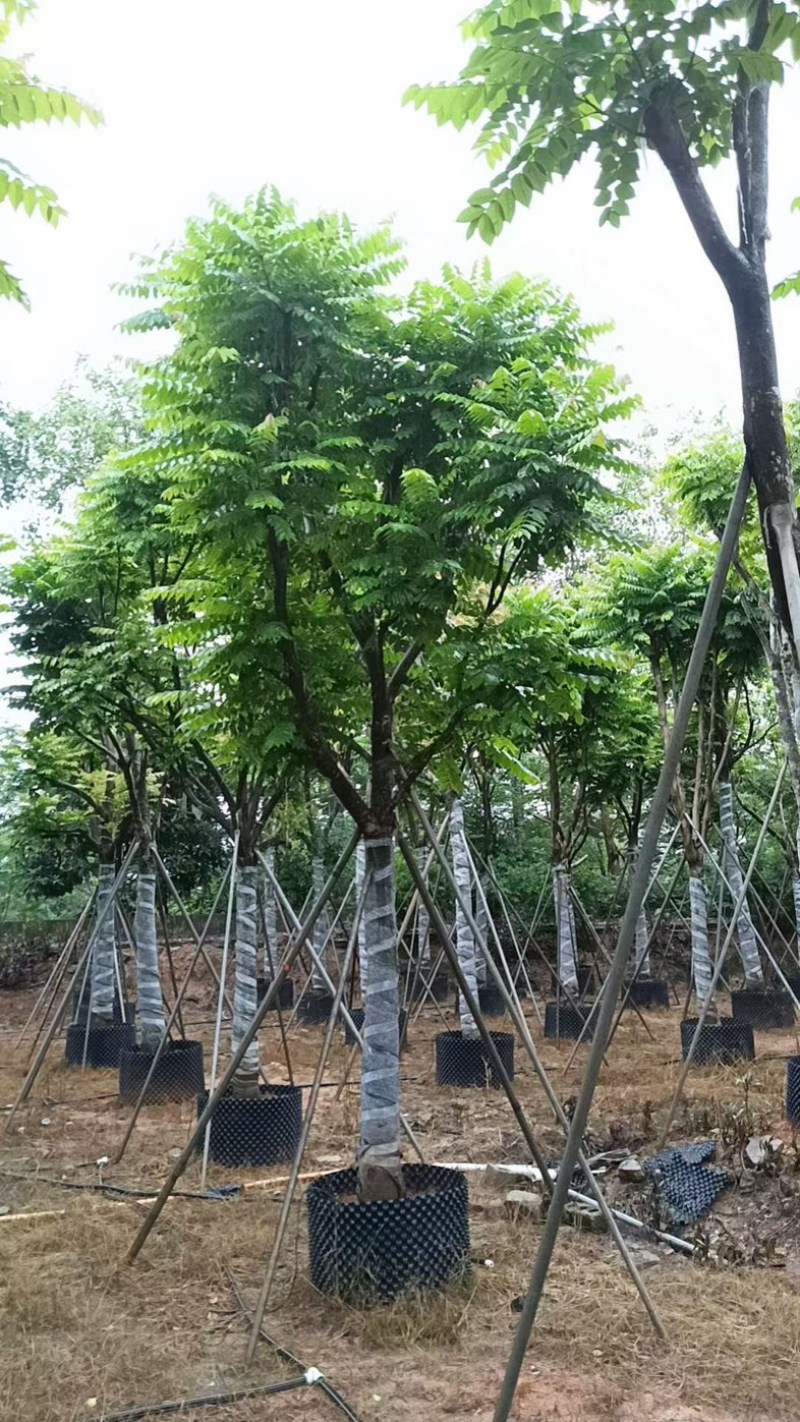 骨架麻楝15～20公分基地直销规格齐全欢迎老板来电