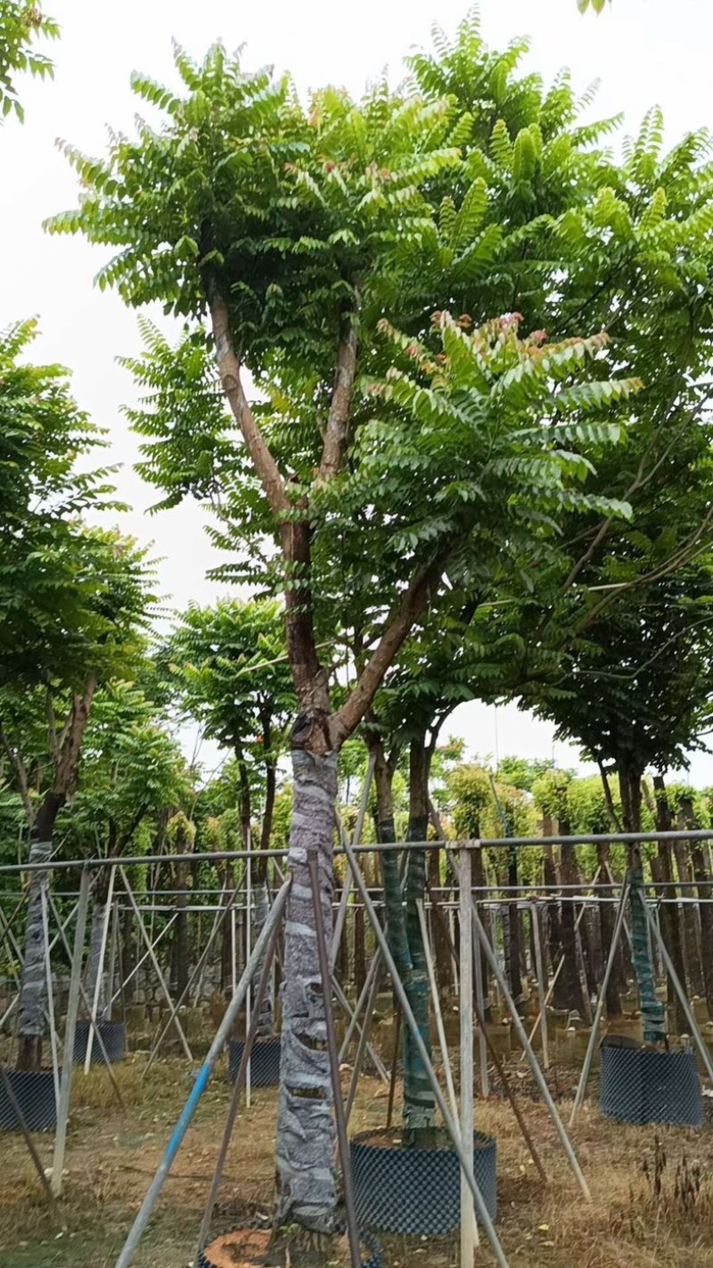 骨架麻楝15～20公分基地直销规格齐全欢迎老板来电