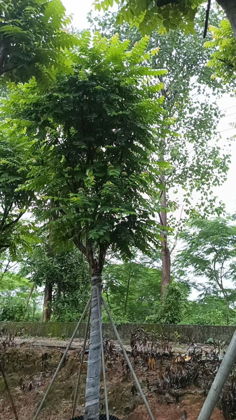 骨架麻楝15～20公分基地直销规格齐全欢迎老板来电