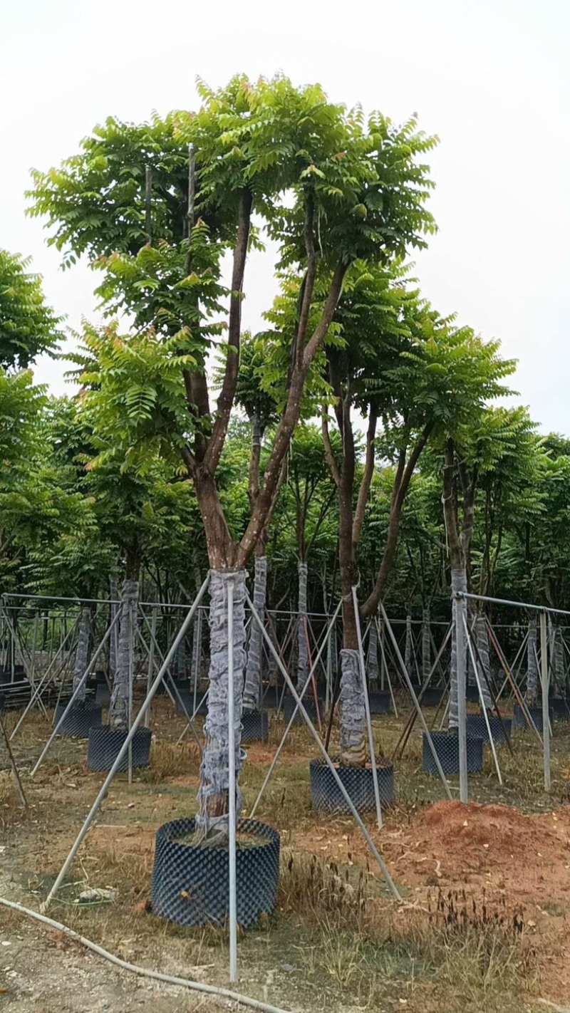骨架麻楝15～20公分基地直销规格齐全欢迎老板来电