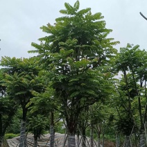 骨架麻楝15～20公分基地直销规格齐全欢迎老板来电