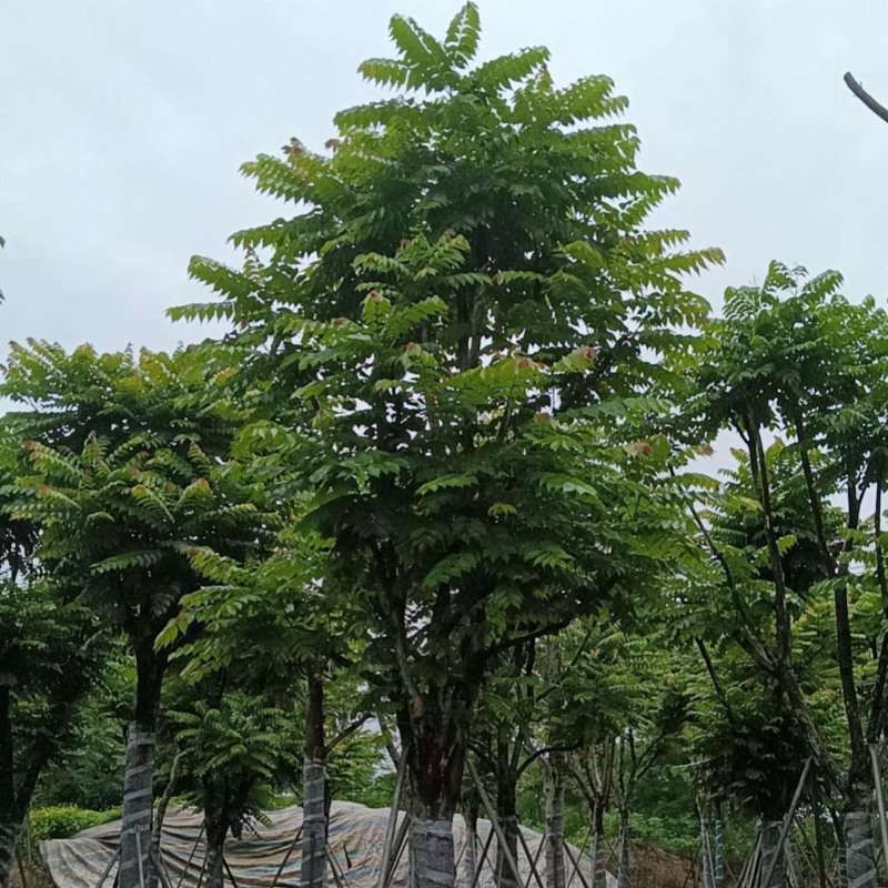 骨架麻楝15～20公分基地直销规格齐全欢迎老板来电