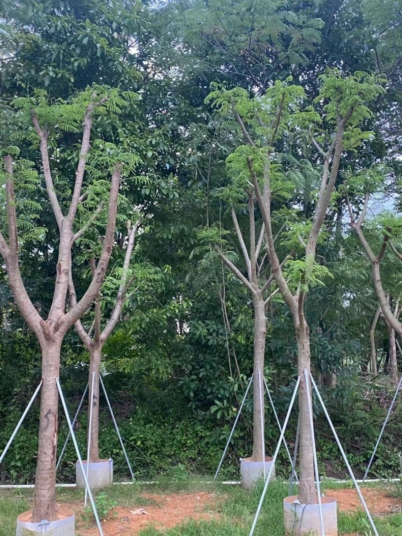 骨架凤凰树/凤凰木15～18公分基地直销规格齐全