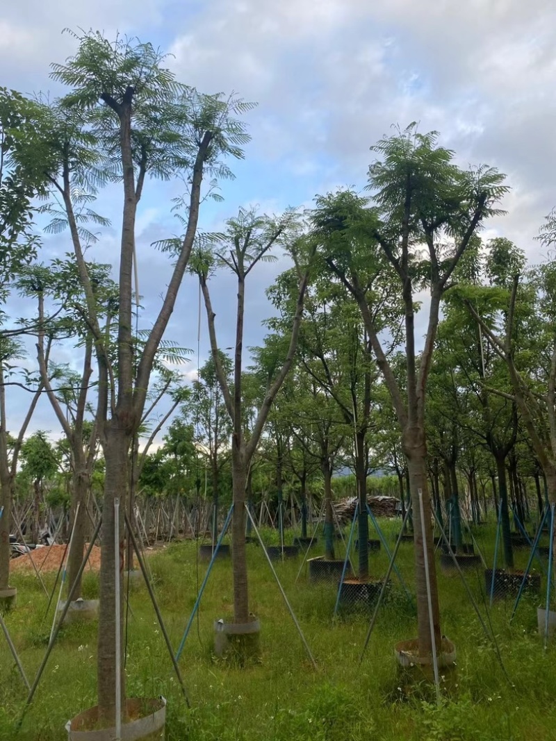 骨架凤凰树/凤凰木15～18公分基地直销规格齐全