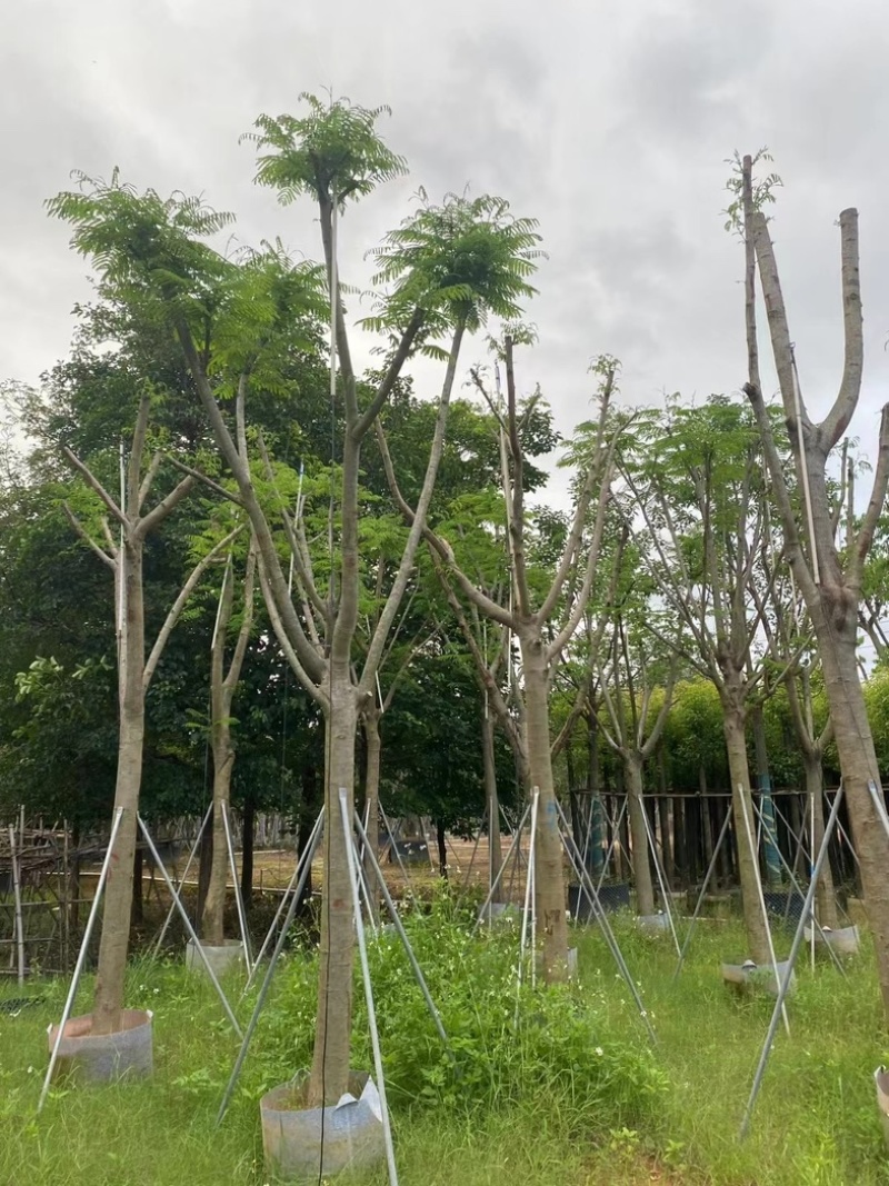 骨架凤凰树/凤凰木15～18公分基地直销规格齐全