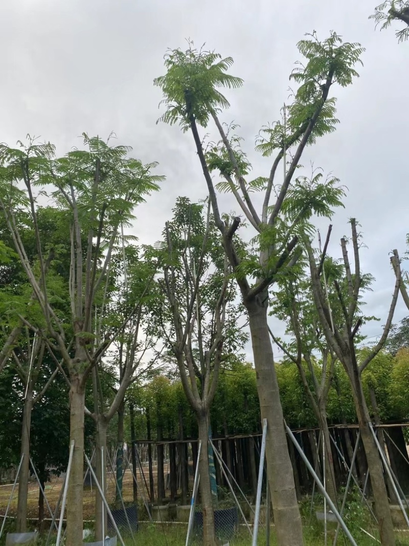 骨架凤凰树/凤凰木15～18公分基地直销规格齐全