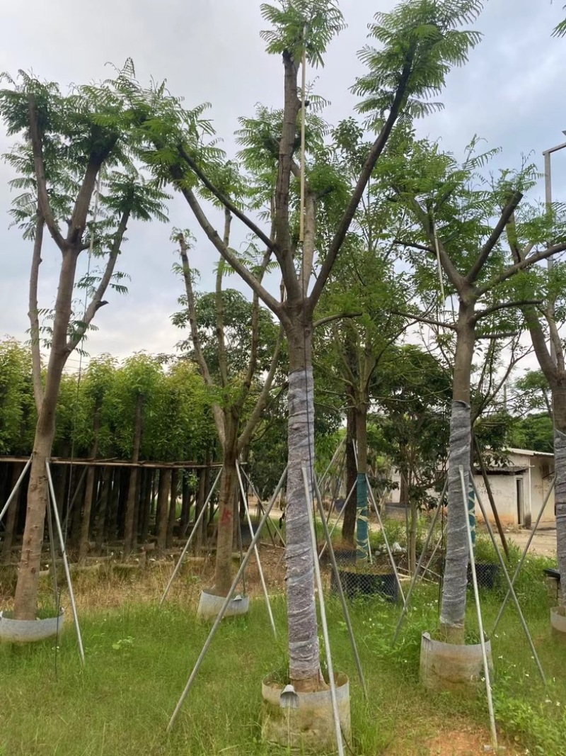 骨架凤凰树/凤凰木15～18公分基地直销规格齐全