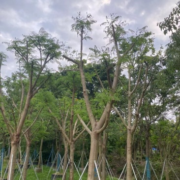 骨架凤凰树/凤凰木15～18公分基地直销规格齐全