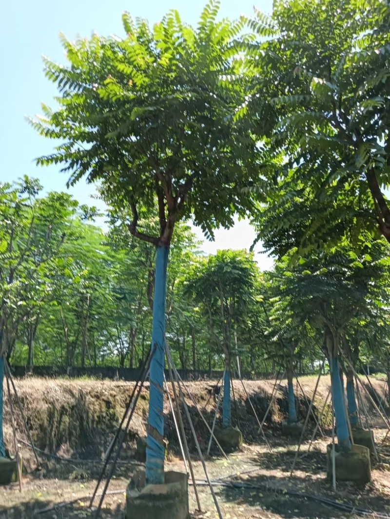 骨架麻楝12～18公分基地直销规格齐全欢迎老板来电