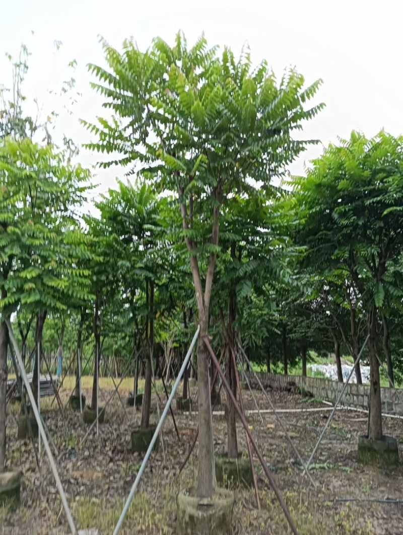 骨架麻楝12～18公分基地直销规格齐全欢迎老板来电