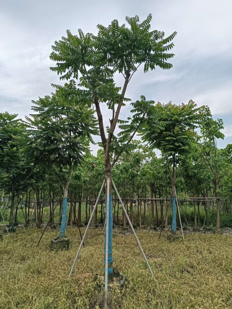 骨架麻楝12～18公分基地直销规格齐全欢迎老板来电