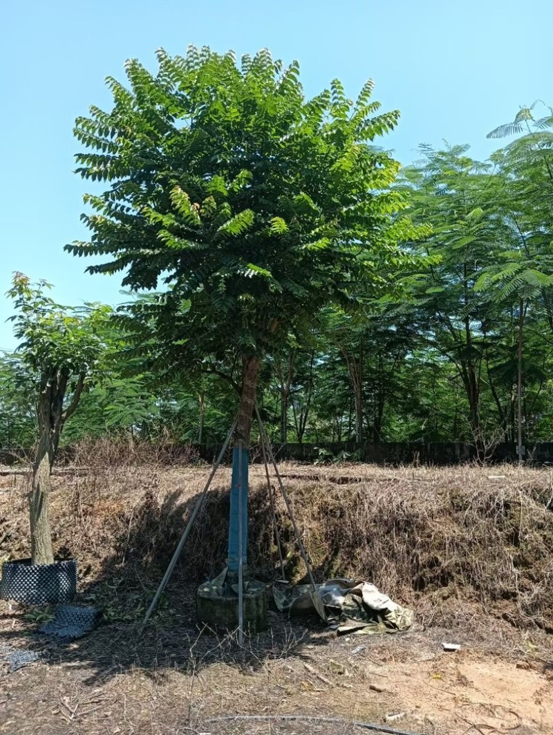 骨架麻楝12～18公分基地直销规格齐全欢迎老板来电