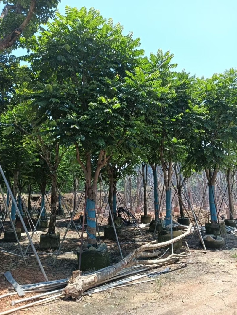骨架麻楝12～18公分基地直销规格齐全欢迎老板来电