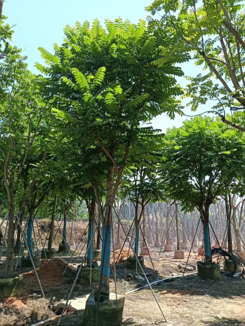 骨架麻楝12～18公分基地直销规格齐全欢迎老板来电
