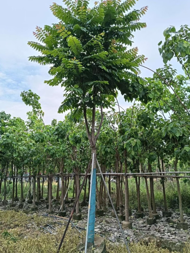 骨架麻楝12～18公分基地直销规格齐全欢迎老板来电