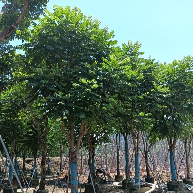 骨架麻楝12～18公分基地直销规格齐全欢迎老板来电