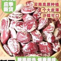 包邮）大荷包豆新货5斤云南特产芸豆子农家杂粮扁豆新鲜饭豆