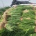 河南小葱平顶山小香葱,可视频实地看货,货量充足