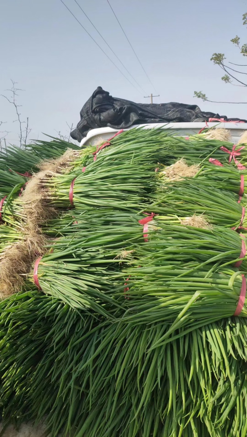 河南小葱平顶山小香葱，可视频实地看货，货量充足