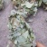 金钱草新货扎把切好量大优惠，全国发货