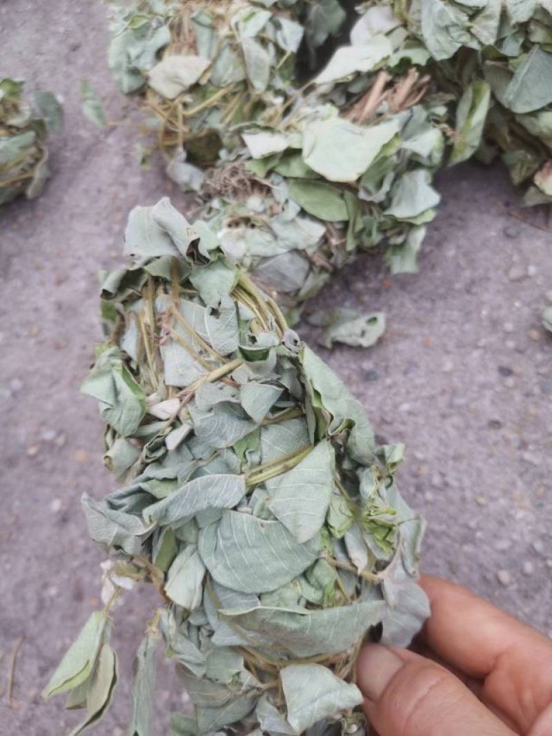 金钱草新货扎把切好量大优惠，全国发货