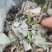 金钱草新货扎把切好量大优惠，全国发货