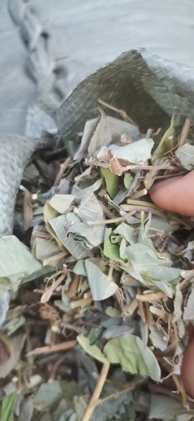 金钱草新货扎把切好量大优惠，全国发货
