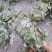 金钱草新货扎把切好量大优惠，全国发货