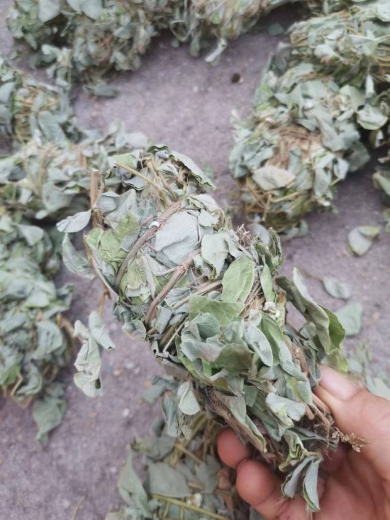 金钱草新货扎把切好量大优惠，全国发货