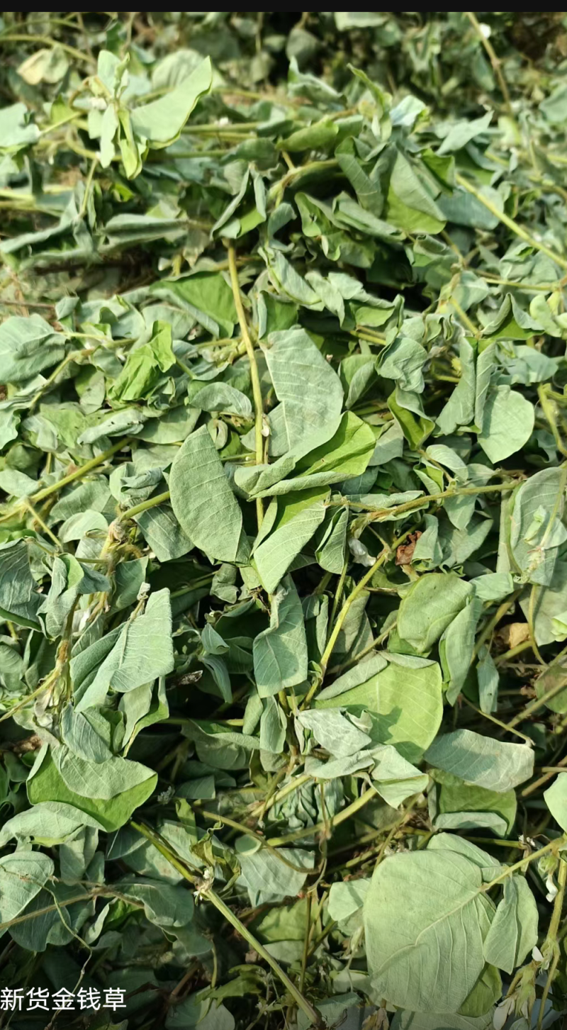 金钱草新货扎把切好量大优惠，全国发货
