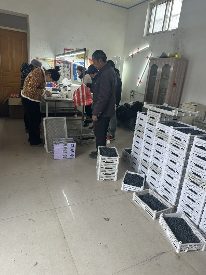 专业蓝莓代办，精包装，支持一件代发！