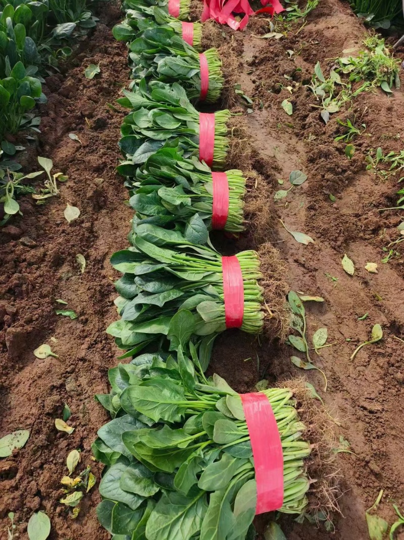 平顶山菠菜大叶菠菜产地直供，可长期供货，全国无死角代办