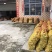 优质百家笋供应