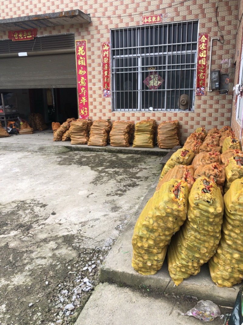 优质百家笋供应