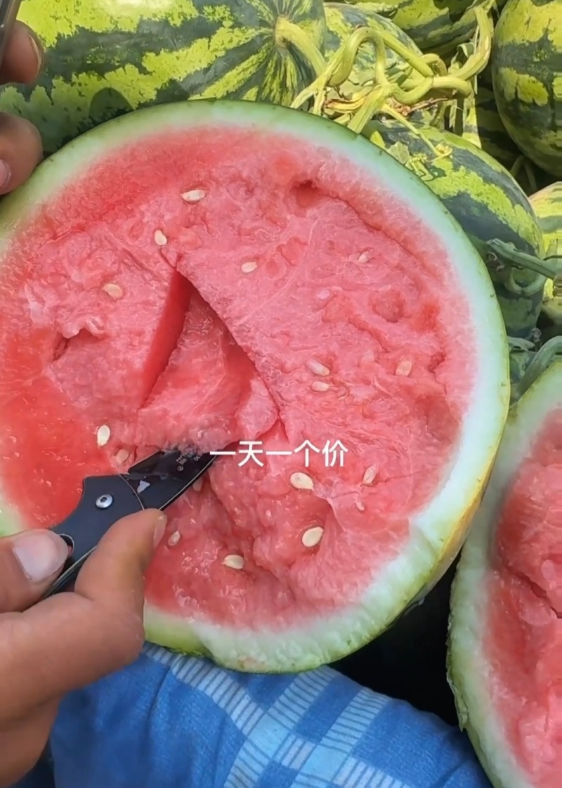 夏邑西瓜美都西瓜无籽西瓜产地一手货源实力代发全国