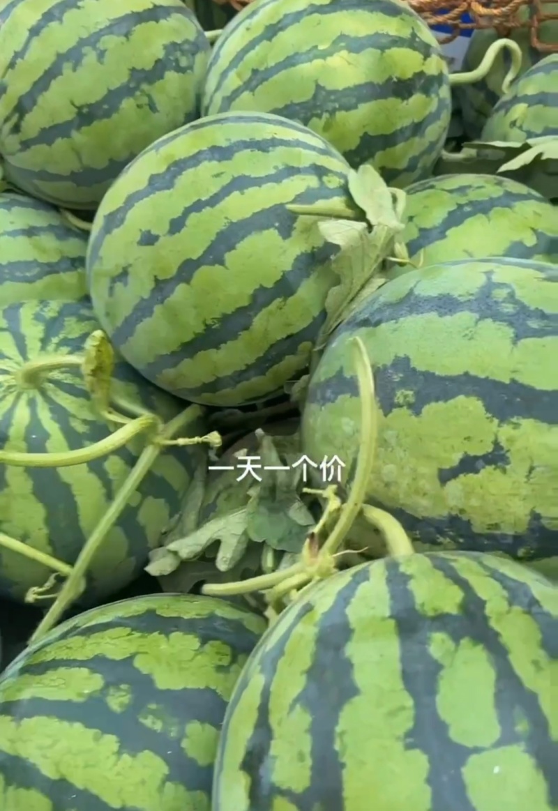 夏邑西瓜美都西瓜麒麟西瓜货源充足量大从优全国发