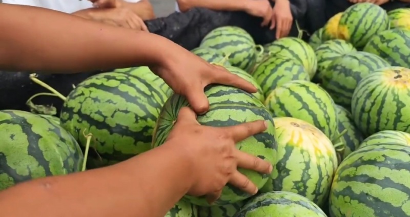 夏邑西瓜美都西瓜麒麟西瓜货源充足量大从优全国发