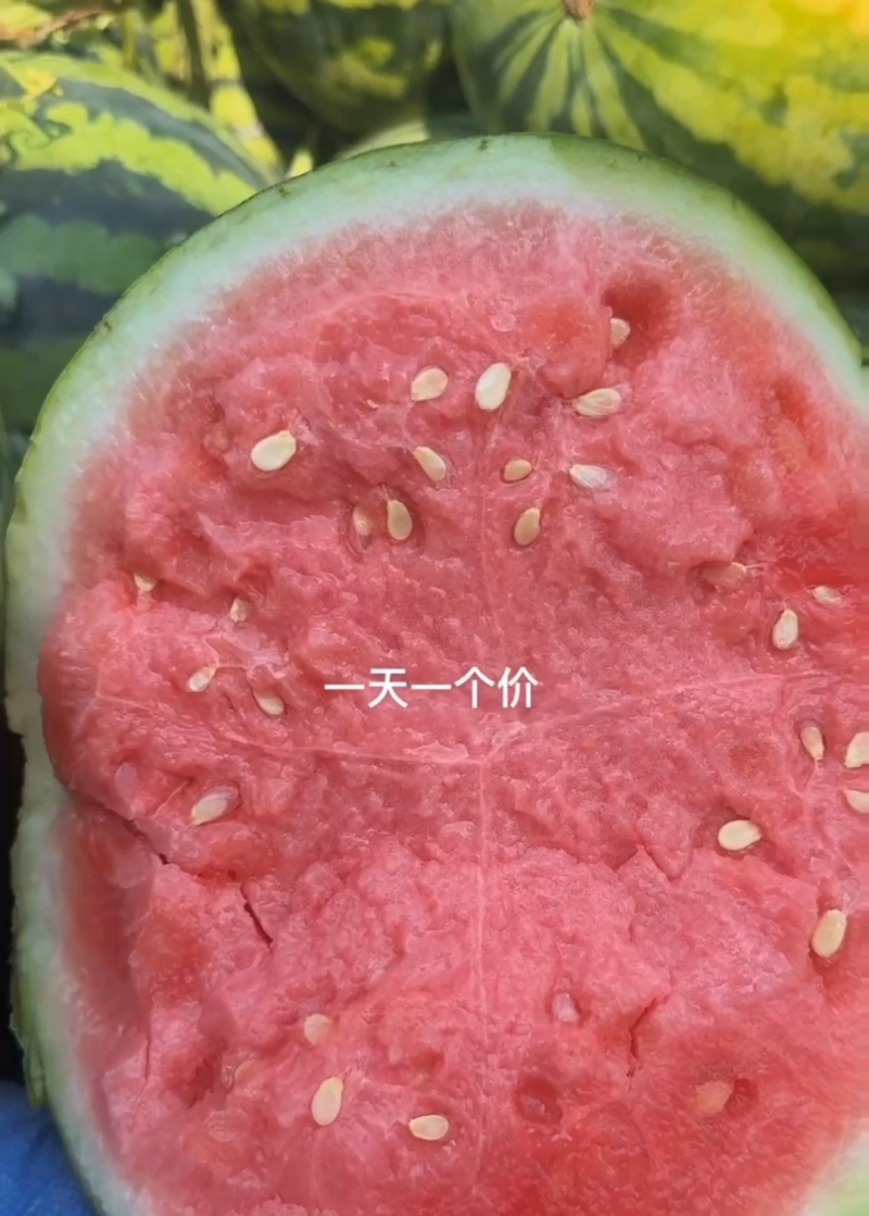 夏邑西瓜美都西瓜麒麟西瓜货源充足量大从优全国发
