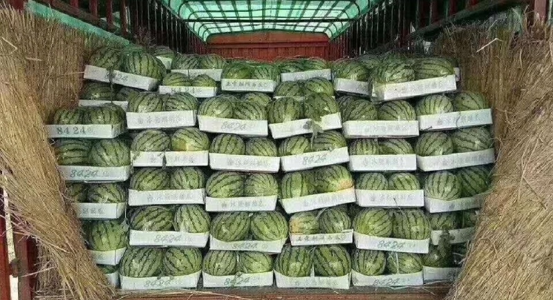 夏邑西瓜美都西瓜麒麟西瓜货源充足量大从优全国发