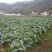 【精选】甘肃甘蓝圆包菜基地直发量大从优一条龙服务