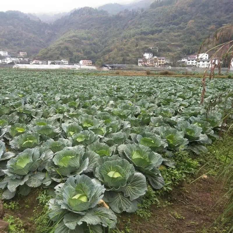 【精选】甘肃甘蓝圆包菜基地直发量大从优一条龙服务