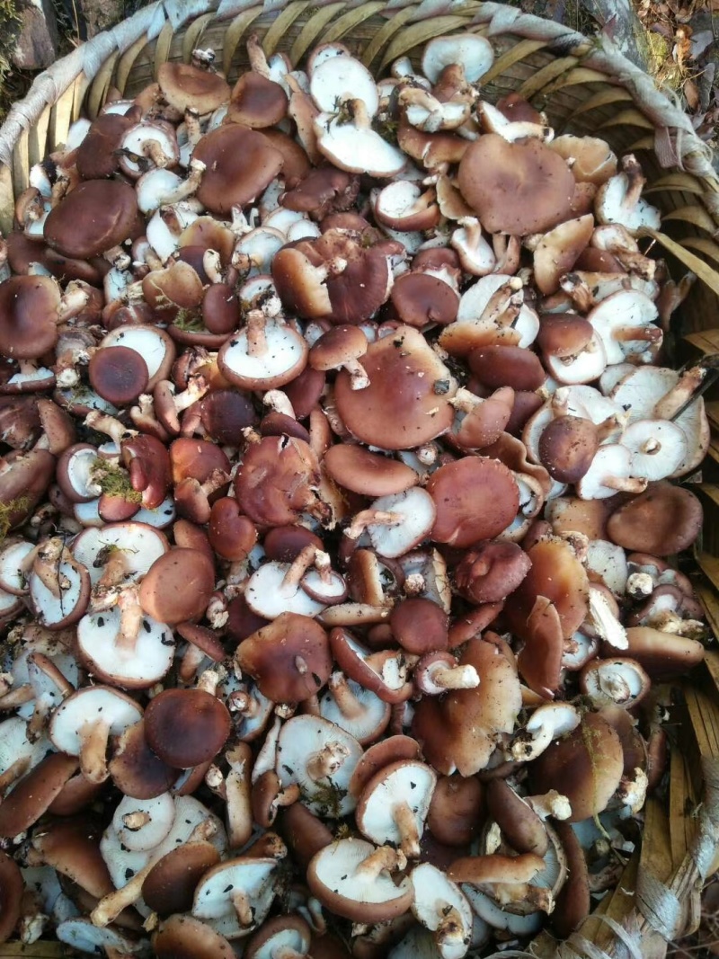 纯生野生毛蘑菇