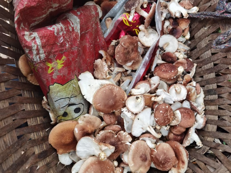 纯生野生毛蘑菇